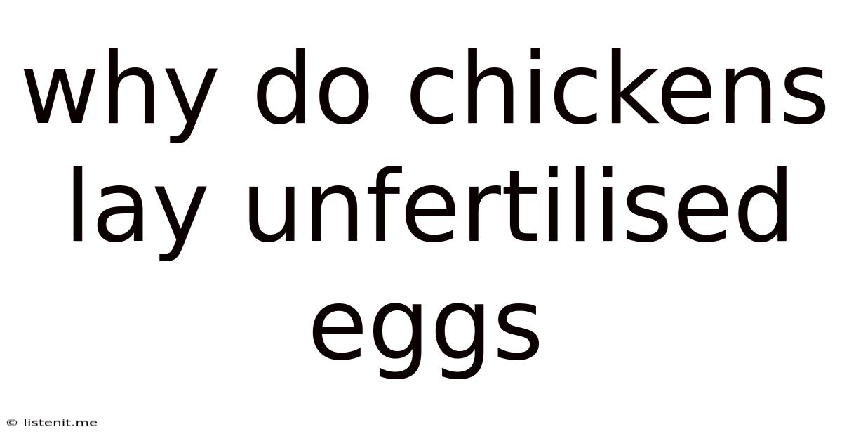 Why Do Chickens Lay Unfertilised Eggs
