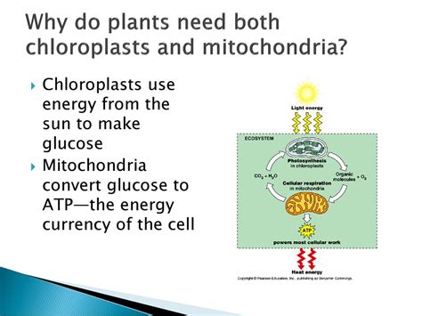 Why Do Plants Need Both Chloroplasts And Mitochondria