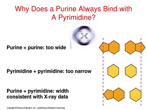 Why Do Purines Pair With Pyrimidines