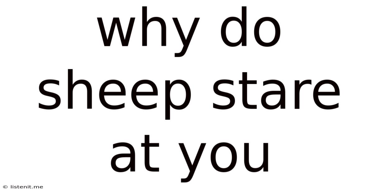 Why Do Sheep Stare At You
