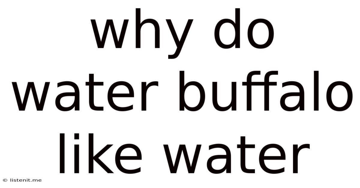 Why Do Water Buffalo Like Water