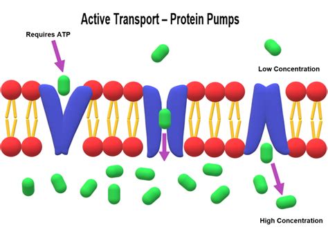 Why Does Active Transport Need Energy