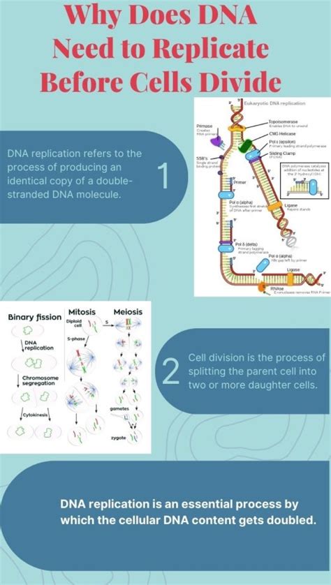 Why Does Dna Need To Replicate Before Cells Divide