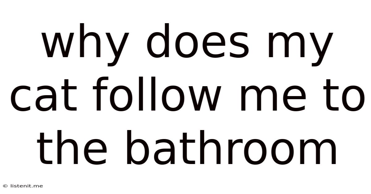 Why Does My Cat Follow Me To The Bathroom