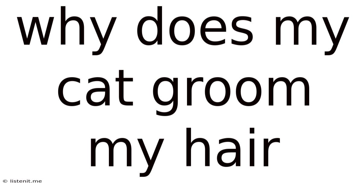 Why Does My Cat Groom My Hair