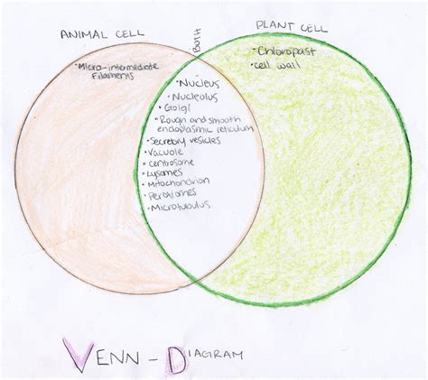 Why Don't Animal Cells Need Chloroplast