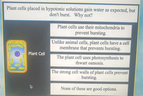 Why Don't Plant Cells Burst When Water Enters Them