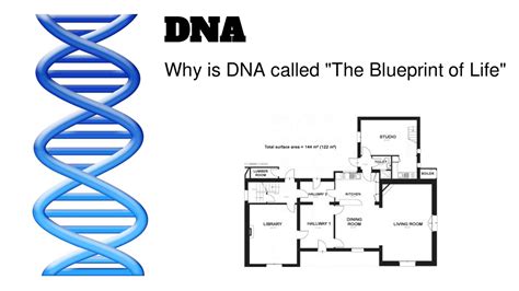 Why Is Dna Called The Blueprint