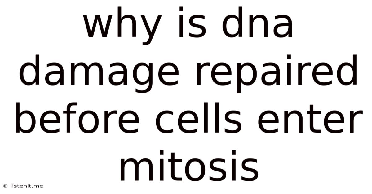 Why Is Dna Damage Repaired Before Cells Enter Mitosis