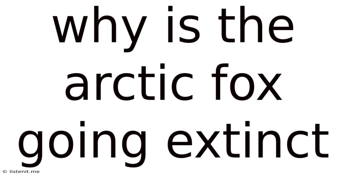 Why Is The Arctic Fox Going Extinct
