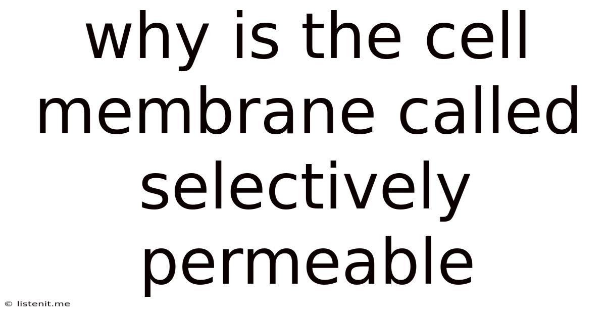 Why Is The Cell Membrane Called Selectively Permeable