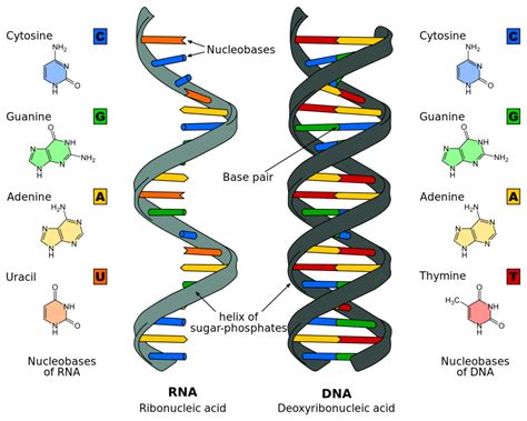 Why Is The Dna Called The Blueprint Of Life