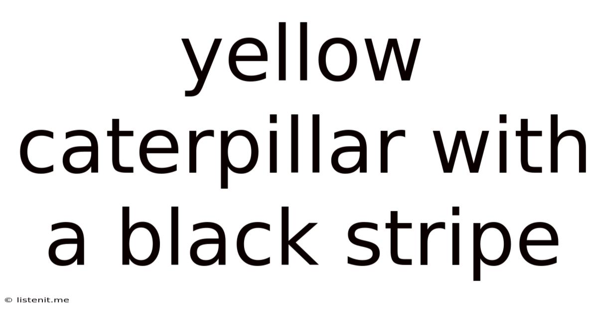Yellow Caterpillar With A Black Stripe